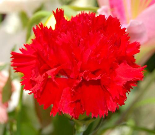 红色康乃馨的花语是什么呢 花语大全 慕艾鲜花网